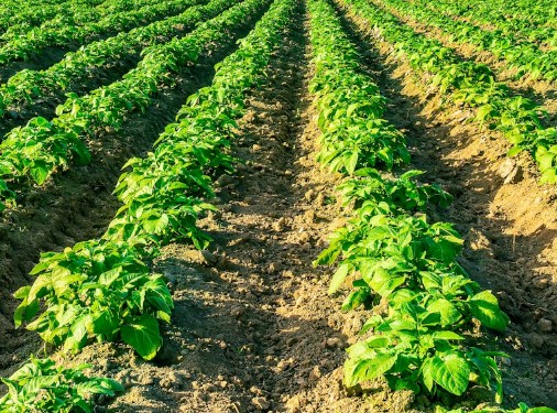 farmland 1