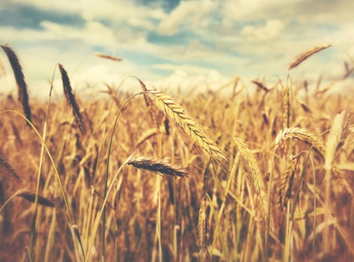 farmland 5