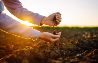 Guardian as the Probiotic Alternative to Soil Fumigants