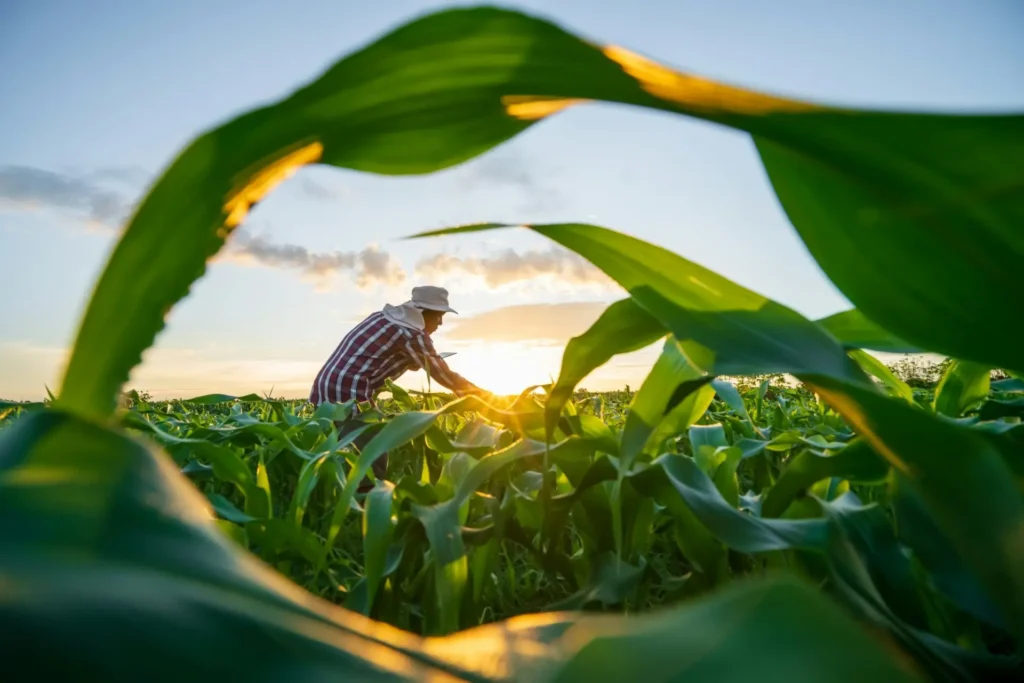 Farmer working in a sustainable agriculture field at sunset, promoting organic farming and healthy soils.