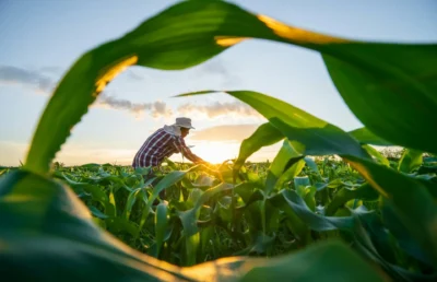 The Rise of Sustainable Agriculture: A Look at Biologicals