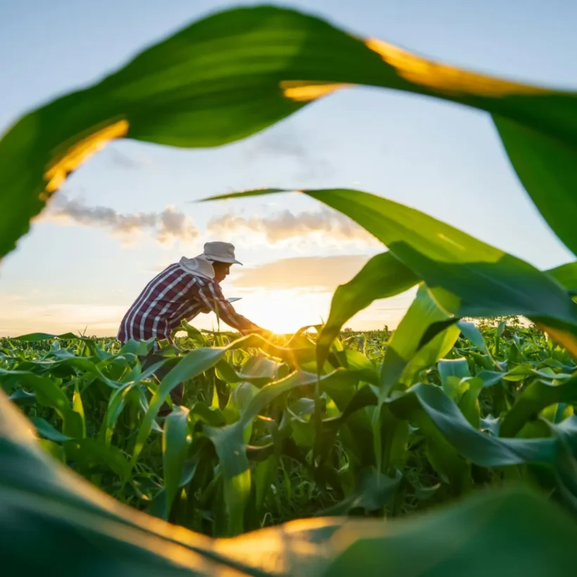 Farmer working in a sustainable agriculture field at sunset, promoting organic farming and healthy soils.