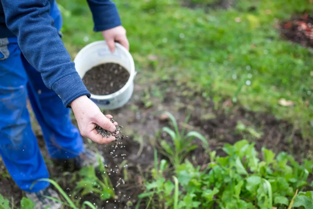 Farmer applying granular fertilizer to improve soil health through smart nutrient management programs for sustainable organic agriculture.