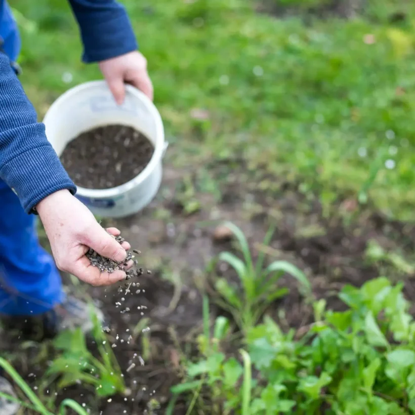 Farmer applying granular fertilizer to improve soil health through smart nutrient management programs for sustainable organic agriculture.