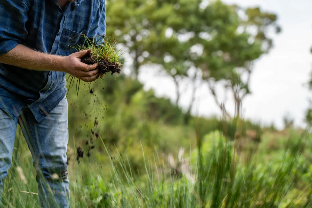 Close-up of a farmer holding healthy soil and grass roots to inspect microbial activity and soil structure on a farm.