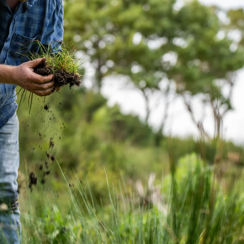 Close-up of a farmer holding healthy soil and grass roots to inspect microbial activity and soil structure on a farm.